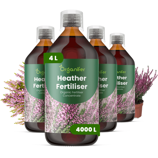 Organifer Heidedünger, 4 Liter organisches Flüssigdünger Konzentrat für 4000 Liter Gießwasser, vier Flaschen mit Messkappe und Heidekraut Illustration.