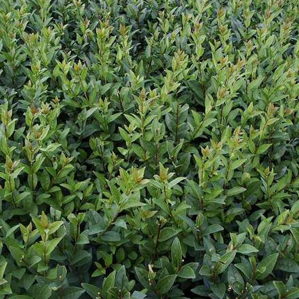 Immergrüne Hecke mit dichtem Blattwerk für den Garten