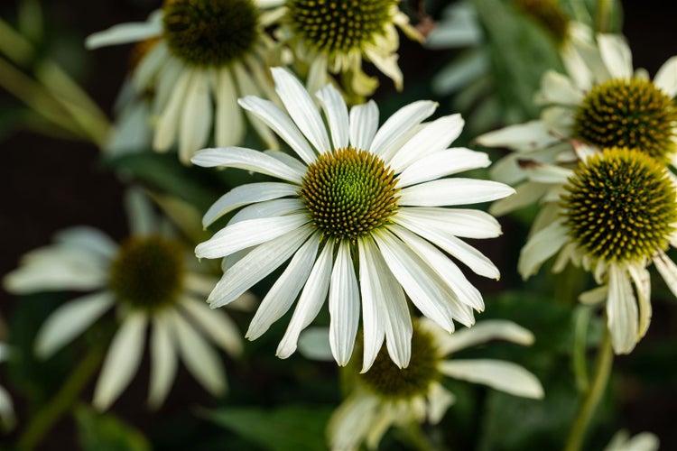 Nahaufnahme von blühenden, weißen Sonnenhüten im Garten.