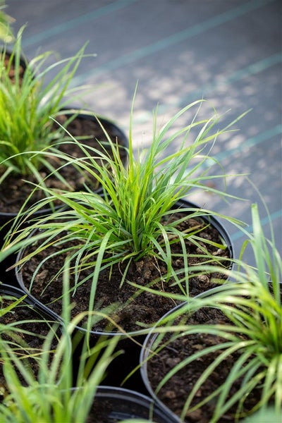 Calamagrostis brachytricha, Diamantgras, ca. 9x9 cm Topf, zierend
