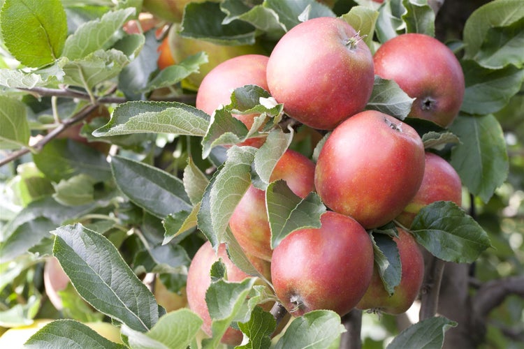 Rote Äpfel am Apfelbaum zwischen grünen Blättern, bereit für die Ernte.