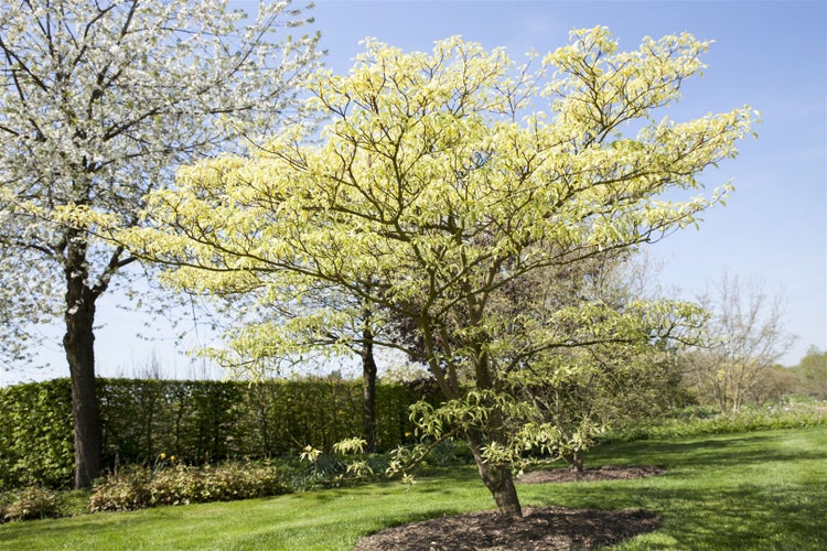Cornus controversa 'Variegata', Etagen-Hartriegel, grün-weiß, 80–100 cm