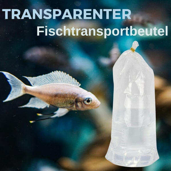 Transparenter Fischtransportbeutel neben einem Fisch im Aquarium