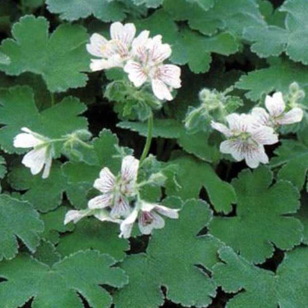 Duftgeranie mit Blättern und Blüten