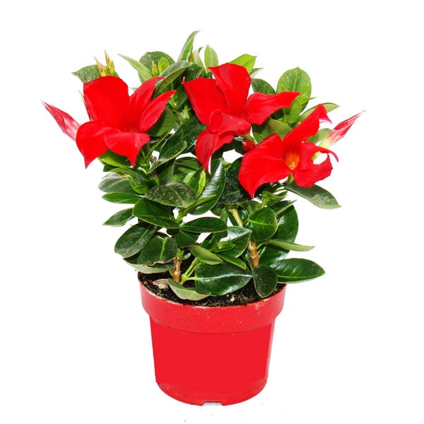 Dipladenia - Chilenischer Jasmin - 10cm Topf - 1 Pflanze - rot