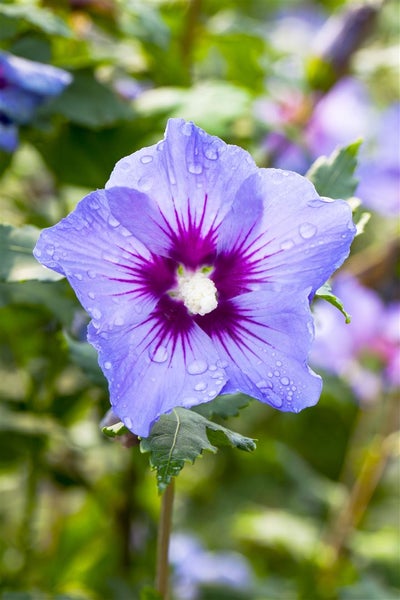 Hibiscus syriacus 'Marina', Gartenhibiskus, blau, 40–60 cm