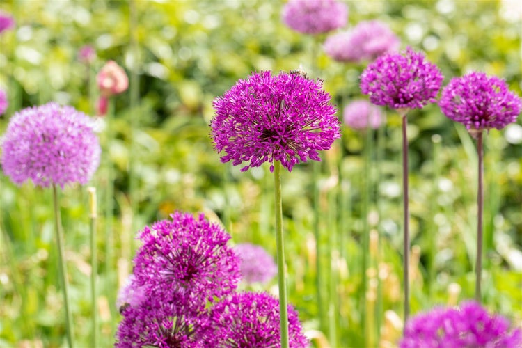 Nahaufnahme von Zierlauchblüten im Garten.