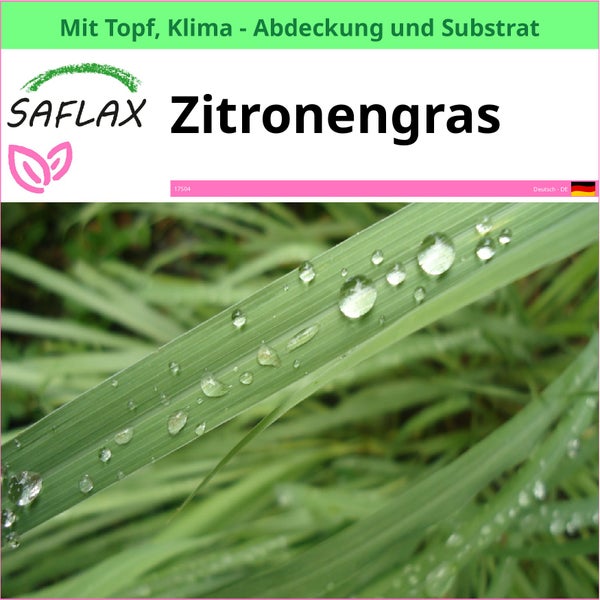 Saflax Zitronengras im Topf mit Klima Abdeckung und Substrat