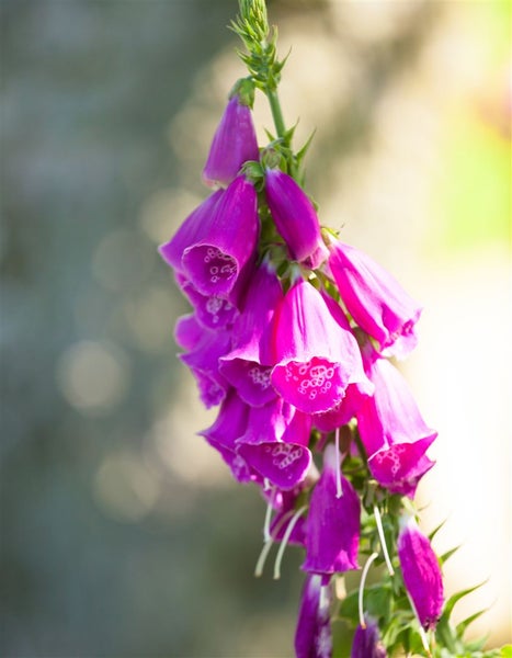 Digitalis purpurea, Fingerhut, rosa Blüten, ca. 9x9 cm Topf