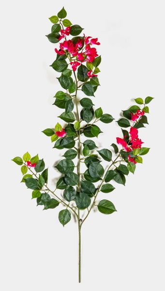 Nahaufnahme einer Rhipsalis Zimmerpflanze mit gezackten, grünen Trieben.