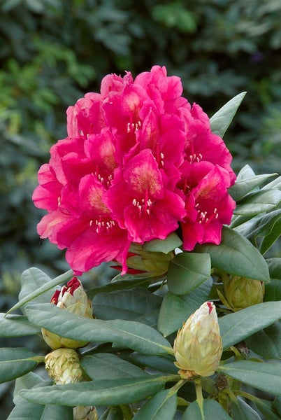 Rhododendron Hybr. 'Dr. H. C. Dresselhuys', rot, 30–40 cm