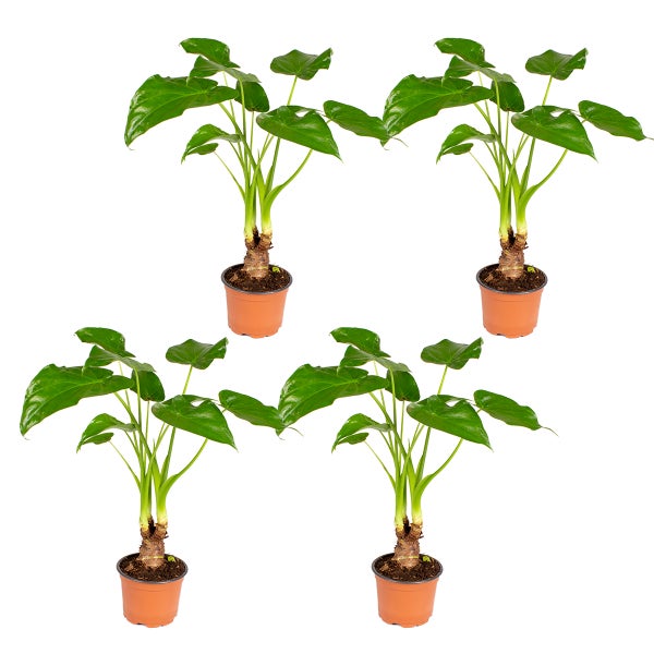 Elefantenohr | Alocasia 'Cucullata' am Stiel pro 4 Stück - Zimmerpflanze im Aufgelegentopf cm12 cm - ↕50 cm