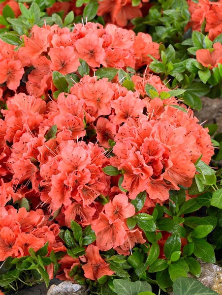 Rhododendron obt. 'Geisha Orange', orange Blüten, 30–40 cm