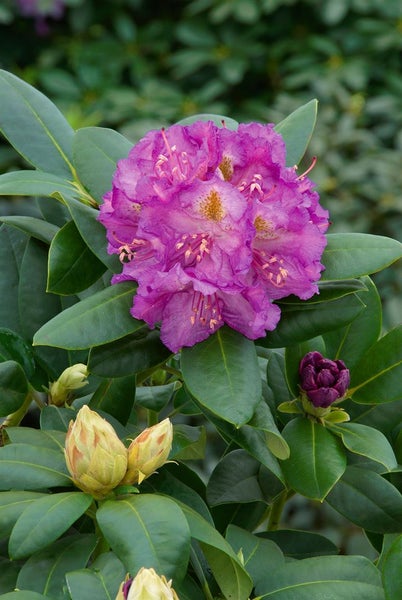 Rhododendron Hybr. 'Effner', Rhododendron, 30–40 cm, rosa Blüten
