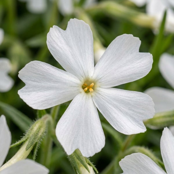 Weiße Polster-Phlox-Blüte in der Nahaufnahme mit fünf eingekerbten Blütenblättern und gelber Mitte.