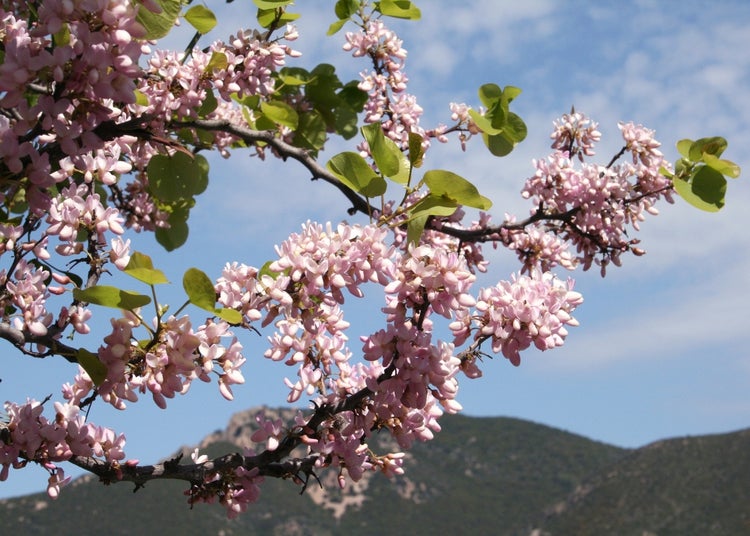SAFLAX  - Liebesbaum / Herzbaum - Cercis siliquastrum - 60 Samen
