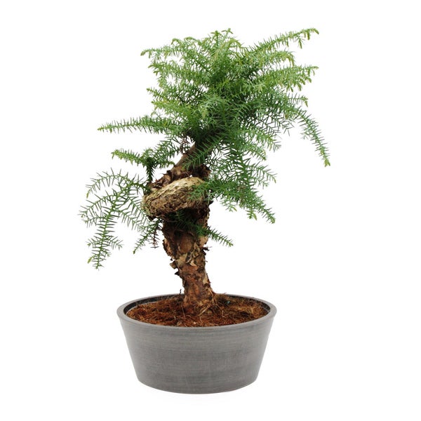 Zimmerbonsai Araucaria cunninghamii Zimmertanne Neuguinea-Araukarie 65cm hoch 25cm Schale Kunststoff in Beton-Optik