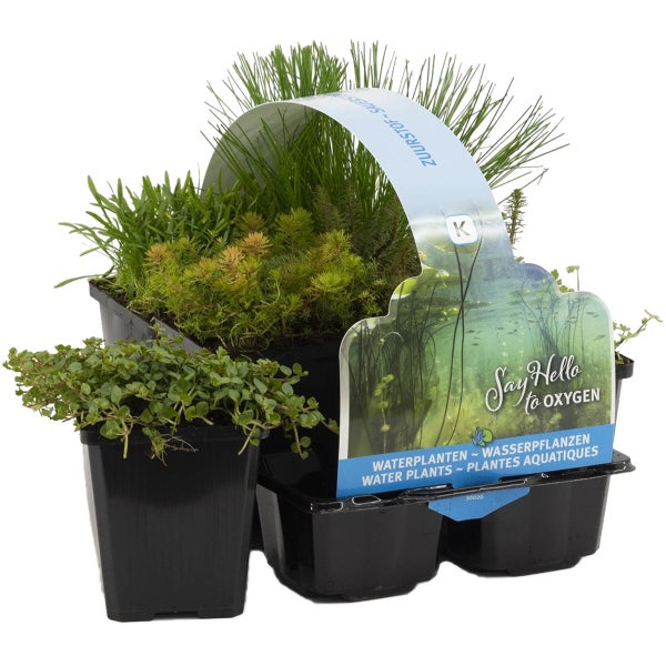 Bloomique - 6er Set - Sauerstoff Teichpflanzen - Wasserpflanzen Miniteich - Zone 5 - Winterhart - Höhe 15-25 cm - Topf 9 cm