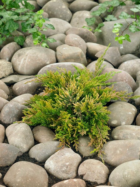 Bodendeckerpflanze zwischen Flusssteinen im Garten