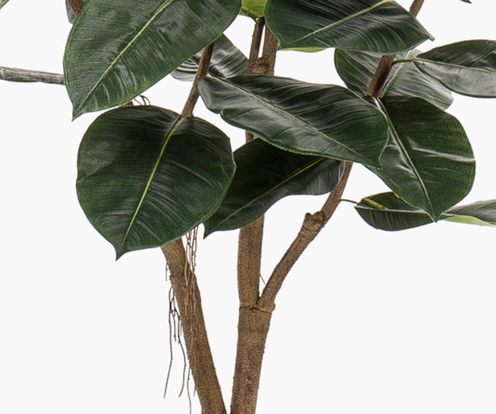 Weiße Orchidee in einem Moosball mit grünen Blättern und Blütenknospen.