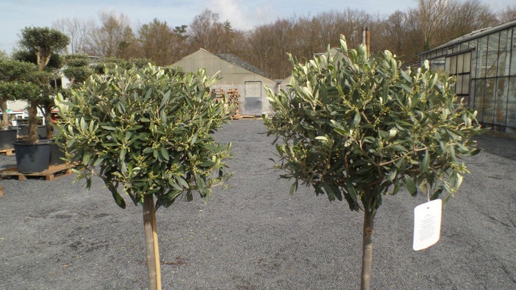 Olivenbaum Olive 160 - 180 cm Hochstamm, beste Qualität, winterhart