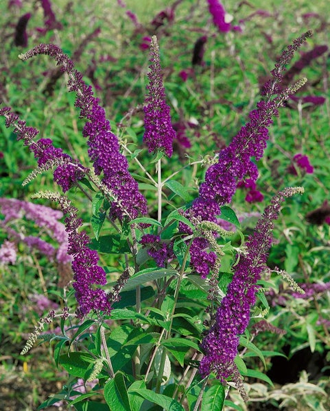 Buddleja davidii 'Empire Blue', Schmetterlingsflieder, blau, 60–100 cm