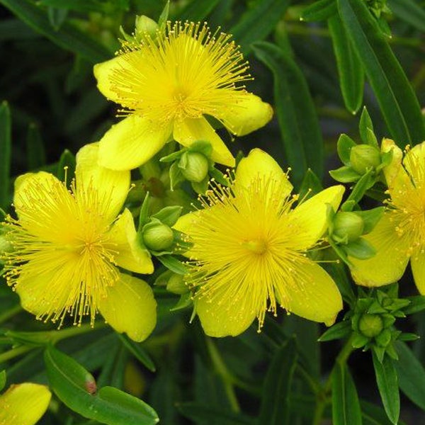 Johanniskrautpflanze mit gelben Blüten