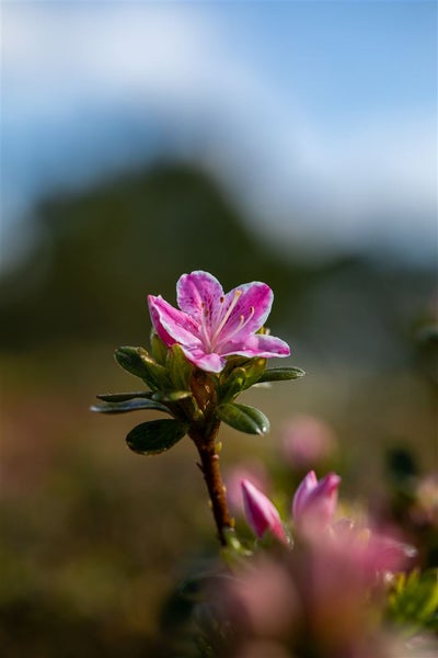 Rhododendron obt. 'Kermesina Rose', rosa Blüten, 30–40 cm