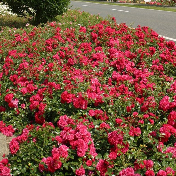 Beet mit Bodendeckerrosen entlang einer Straße.