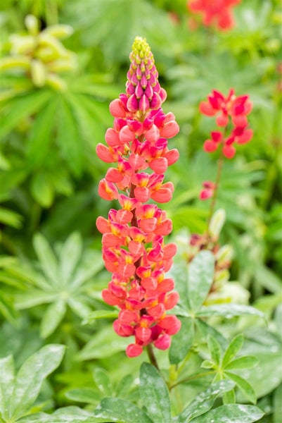 Lupinus polyphyllus 'Edelknabe', Lupine, rosa, ca. 11x11 cm Topf