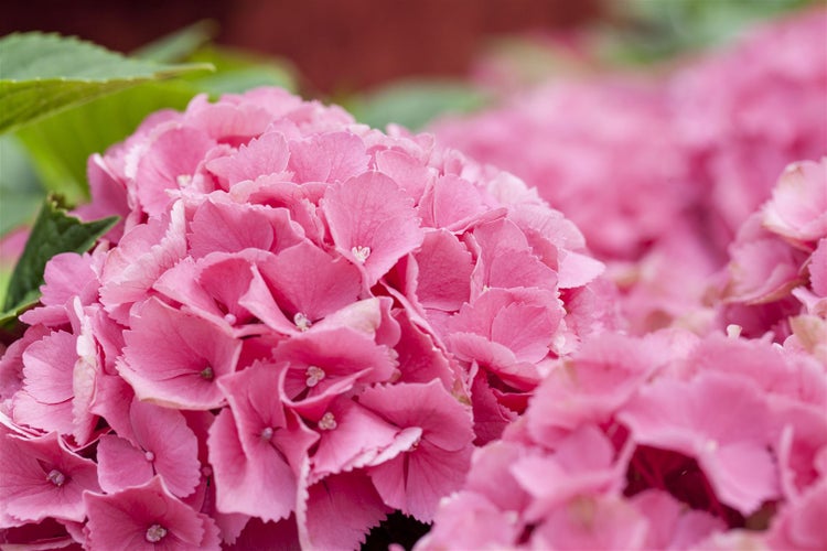 Hydrangea mac. 'Schöne Bautznerin', Hortensie, rosa, 30–40 cm