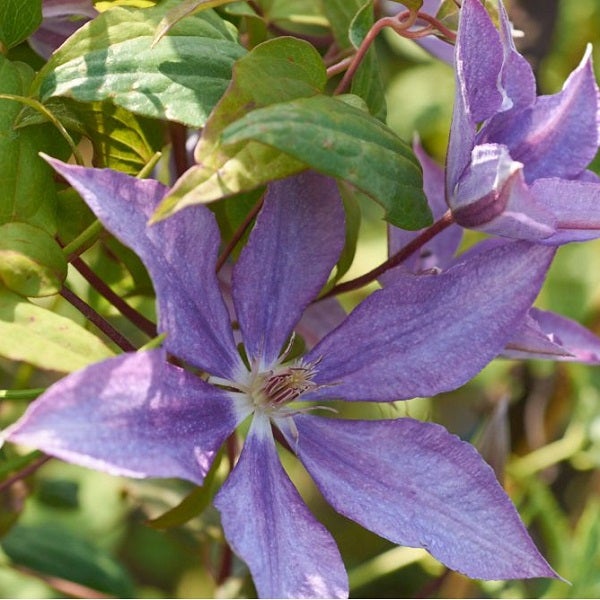 Nahaufnahme einer blühenden Clematis