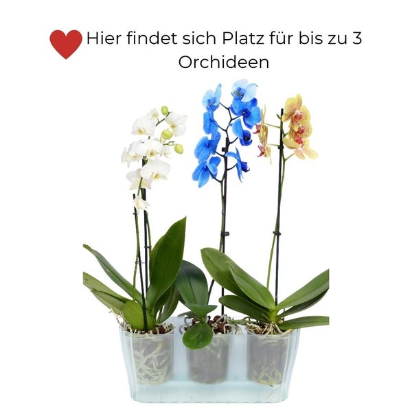 Orchideentopf Blumentopf Blumenkasten für Orchideen Übertopf mehrere Pflanzen durchsichtig Kunststoff glas
