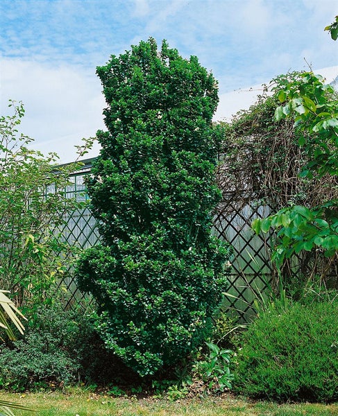 Ligustrum japonicum 'Rotundifolium', Japanischer Liguster, 80–90 cm