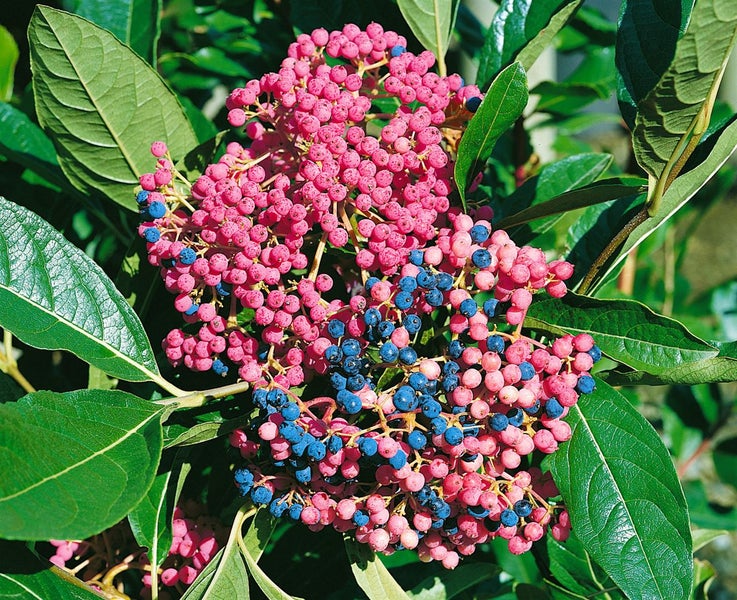Viburnum nudum 'Pink Beauty', Duft-Schneeball, rosa, 40–60 cm