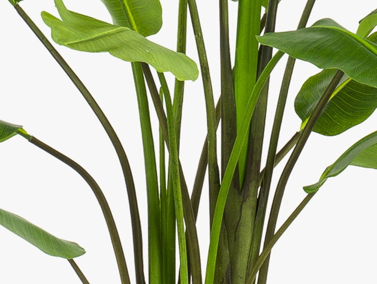 Nahaufnahme einer Strelitzia Zimmerpflanze mit kräftigen grünen Stielen und großen Blättern.