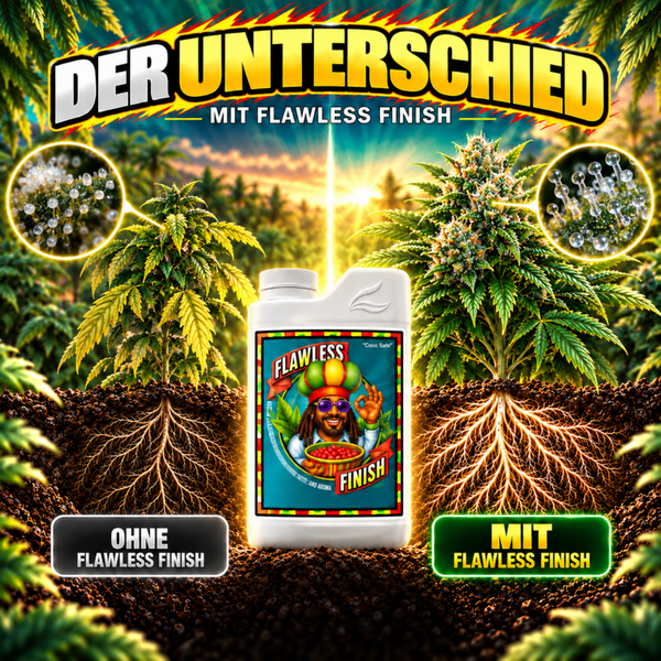 Flawless Finish Pflanzendünger für Erntehelfer in einer Flasche, dargestellt in einem Vergleich mit und ohne Anwendung an Cannabispflanzen.