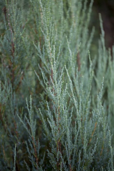Juniperus scopulorum 'Blue Arrow', Säulenwacholder, blaugrün, 60–80 cm