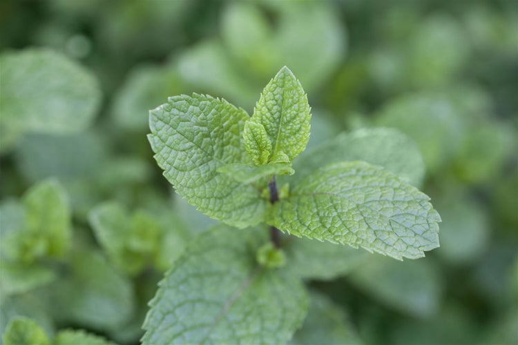 Mentha spicata, Grüne Minze, aromatisch, ca. 9x9 cm Topf
