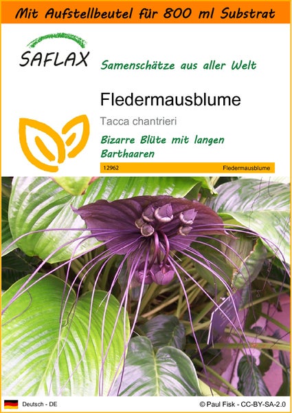 SAFLAX Garden in the bag - Fledermausblume - Tacca chantrieri - 10 Samen - Mit Anzuchtsubstrat im praktischen, selbst aufstellenden Beutel