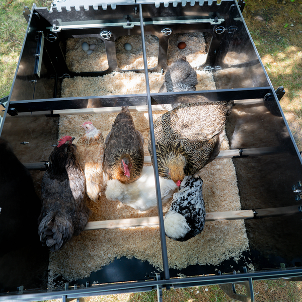 Blick in einen Hühnerstall mit mehreren Hühnern auf Einstreu sowie Eiern in Legenestern.