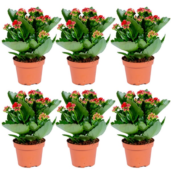 Blaues Metallregal mit drei Regalböden