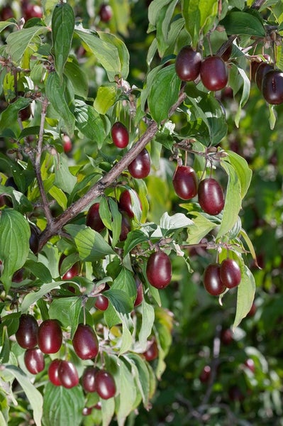 Nahaufnahme eines Kornelkirschbaums mit reifen Früchten und grünen Blättern