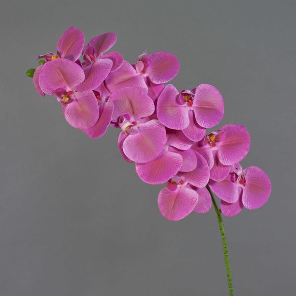 Nahaufnahme von pinkfarbenen Orchideenblüten mit deutlicher Maserung auf den Blütenblättern.