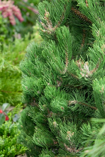 Pinus nigra 'Oregon Green', Schwarzkiefer, immergrün, 80–100 cm