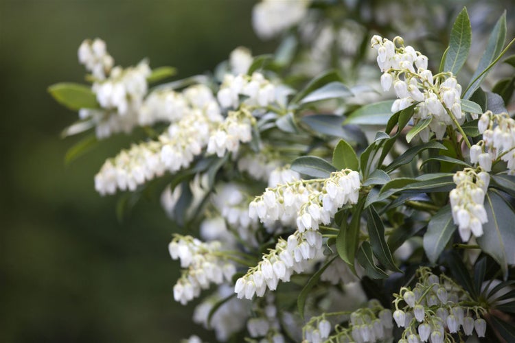 Pieris japonica, Japanische Lavendelheide, 30–40 cm