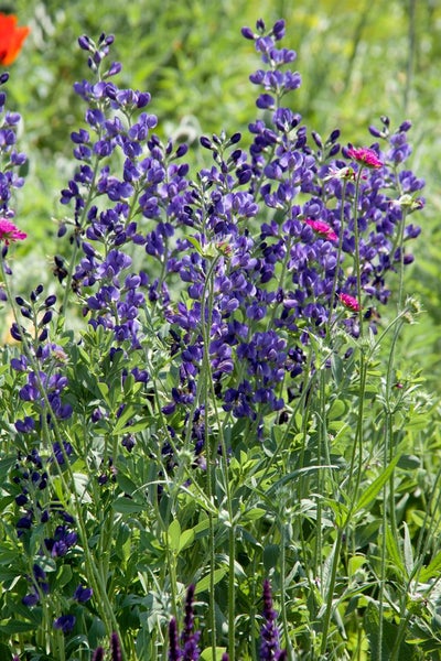 Aconitum napellus, Eisenhut, tiefblau, ca. 11x11 cm Topf