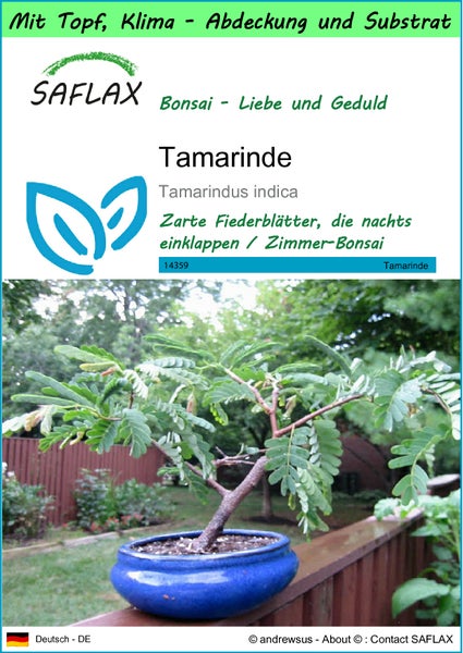 SAFLAX Garden to go - Tamarinde - Tamarindus indica - 4 Samen - Mit Topf, Klima - Deckel und Anzuchtsubstrat