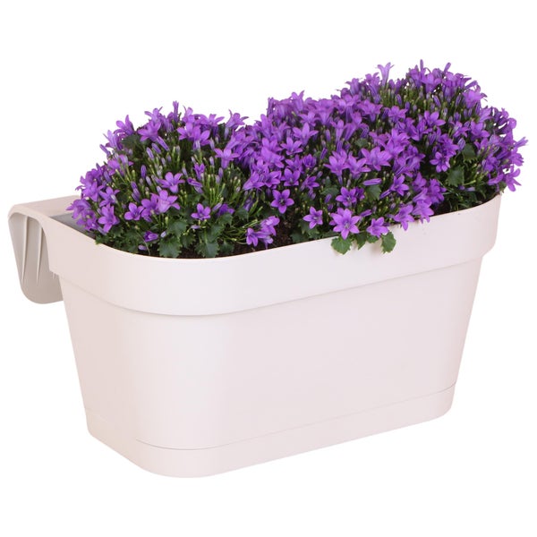 Campanula Addenda Glockenblume Violett Balkonkasten weiß mit 3 Campanula im 12cm Topf Inkl. Aufhängesystem winterharte Staude