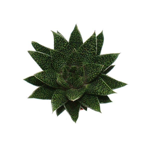 Gasteria Sukkulente in der Draufsicht mit dunkelgrünen, weiß gepunkteten Blättern in Rosettenform.